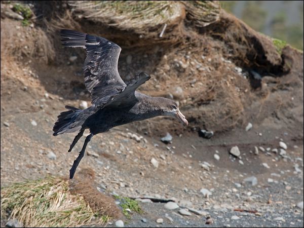 Northern Giant Petrel north_giant_petrel_126542.psd
