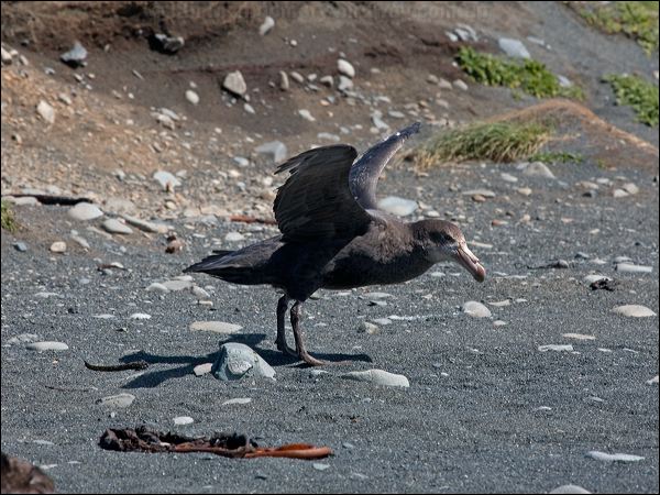 Northern Giant Petrel north_giant_petrel_126544.psd