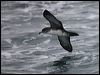pinkfoot_shearwater_107195