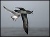 pinkfoot_shearwater_107364