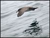 pinkfoot_shearwater_107367
