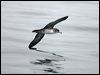 pinkfoot_shearwater_107511