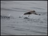 pinkfoot_shearwater_107513