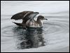pinkfoot_shearwater_107529