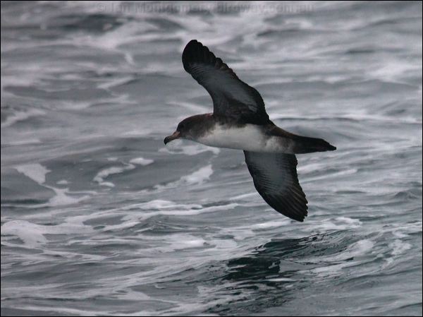 Pink-footed Shearwater pinkfoot_shearwater_107195.psd