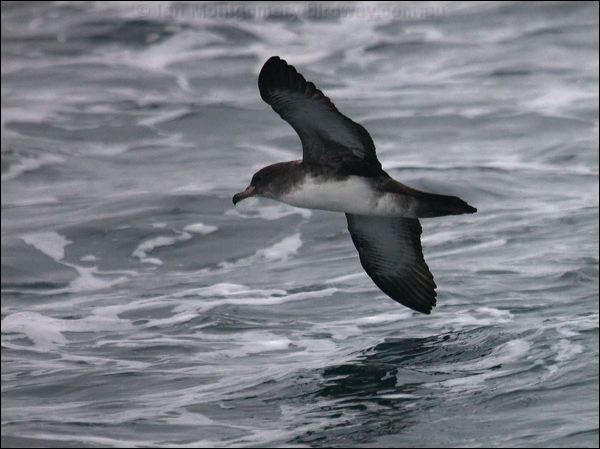 Pink-footed Shearwater pinkfoot_shearwater_107195.psd