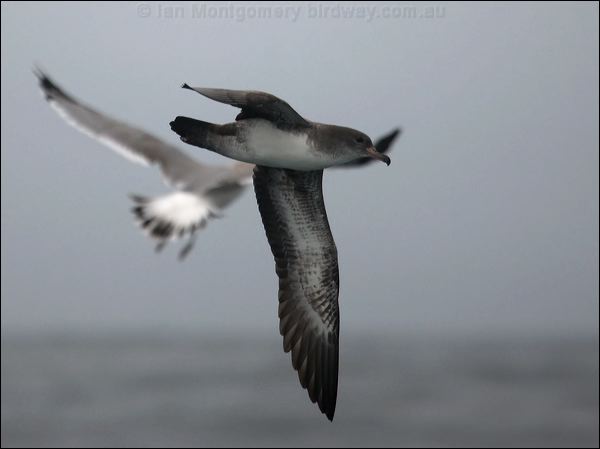 Pink-footed Shearwater pinkfoot_shearwater_107364.psd