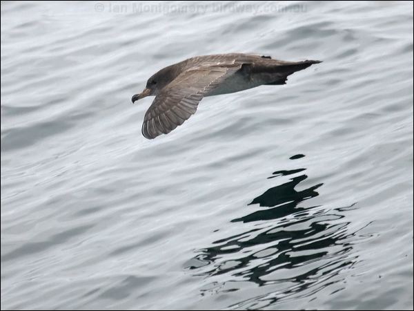 Pink-footed Shearwater pinkfoot_shearwater_107367.psd