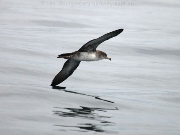 Pink-footed Shearwater pinkfoot_shearwater_107511.psd