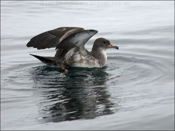 Pink-footed Shearwater pinkfoot_shearwater_107529.psd