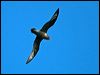 providence_petrel_154282