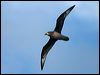 providence_petrel_154307