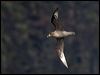 providence_petrel_154310
