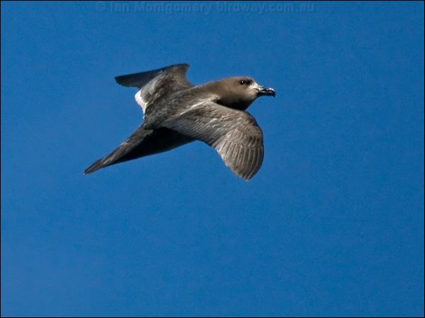 Providence Petrel providence_petrel_154260.psd