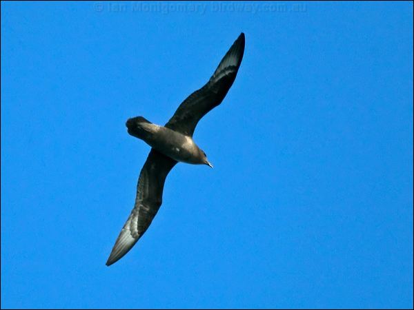 Providence Petrel providence_petrel_154282.psd