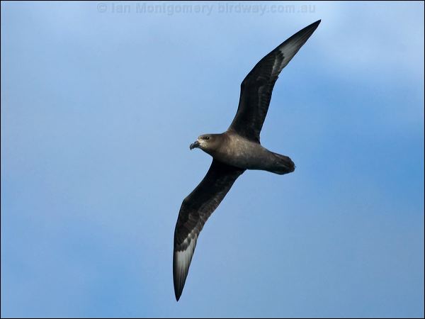 Providence Petrel providence_petrel_154307.psd