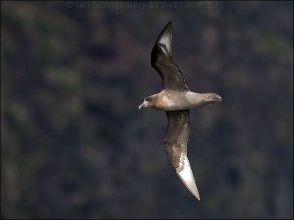 Providence Petrel providence_petrel_154310.psd