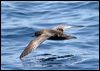 Click here to enter gallery and see photos of Short-tailed Shearwater