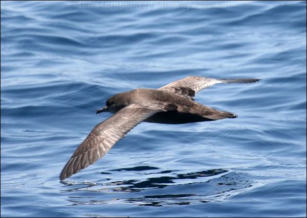 Short-tailed Shearwater shorttail_shearwater_43868.psd