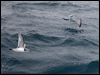thin_billed_prion_127484
