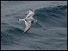 thin_billed_prion_127492