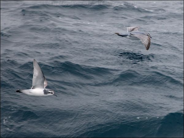 Slender-billed Prion thin_billed_prion_127484.psd