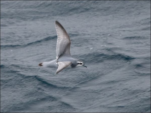 Slender-billed Prion thin_billed_prion_127491.psd