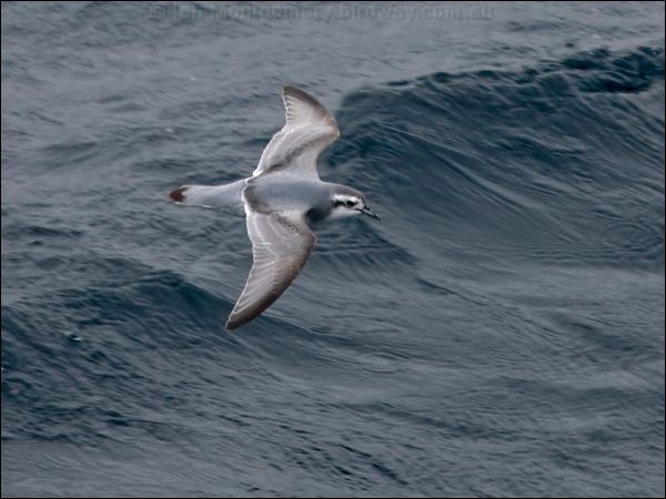 Slender-billed Prion thin_billed_prion_127492.psd