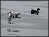 soot_bul_shearwater_107545