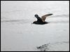 sooty_shearwater_107552