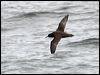 Click here to enter gallery and see photos of Sooty Shearwater