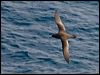 sooty_shearwater_123054