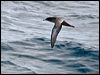 sooty_shearwater_123093