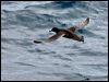 sooty_shearwater_123096