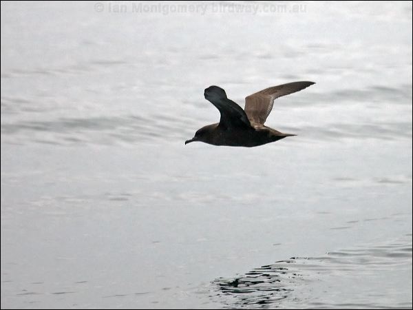 Sooty Shearwater sooty_shearwater_107552.psd