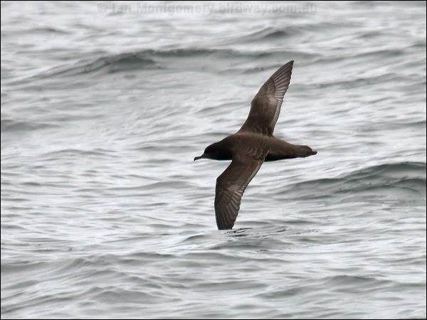 Sooty Shearwater sooty_shearwater_107578.psd