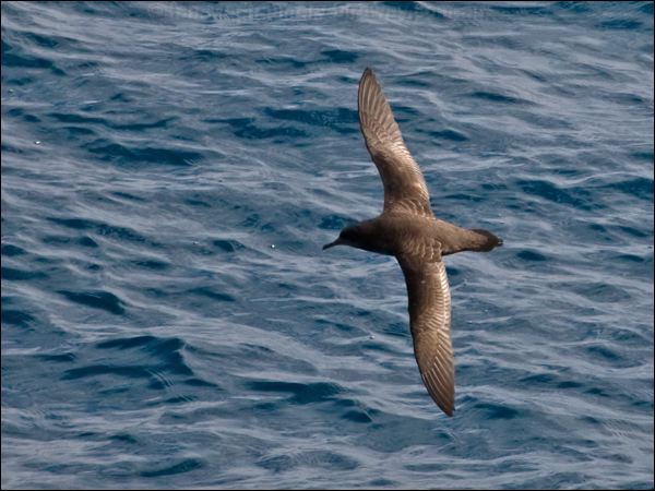 Sooty Shearwater sooty_shearwater_123054.psd