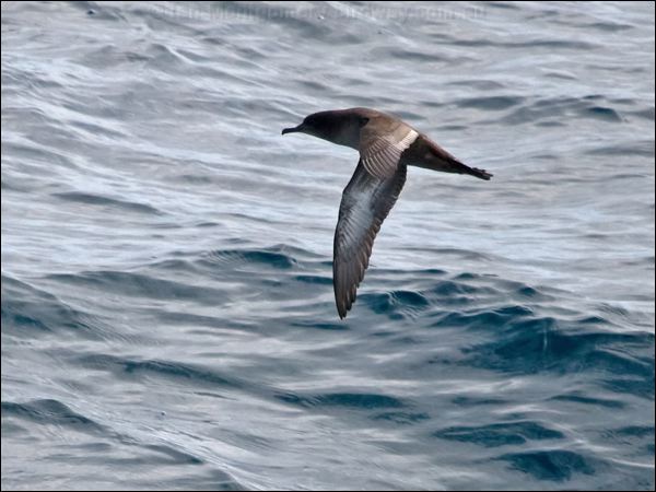 Sooty Shearwater sooty_shearwater_123093.psd