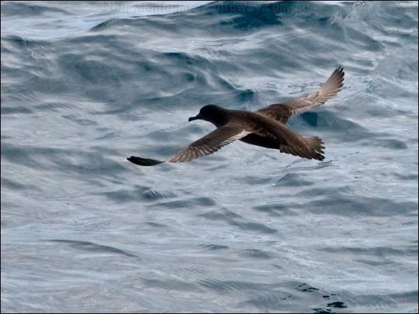 Sooty Shearwater sooty_shearwater_123096.psd