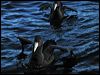 both_giant_petrel_03502