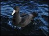 south_giant_petrel_03501
