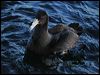 south_giant_petrel_03505
