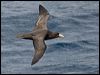 south_giant_petrel_123566