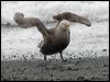 Click here to enter gallery and see photos of Southern Giant-Petrel