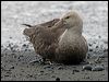 south_giant_petrel_126085