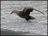south_giant_petrel_126090