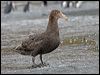 south_giant_petrel_126150