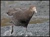 south_giant_petrel_126155