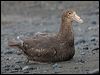 south_giant_petrel_126161