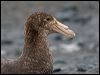 south_giant_petrel_126163